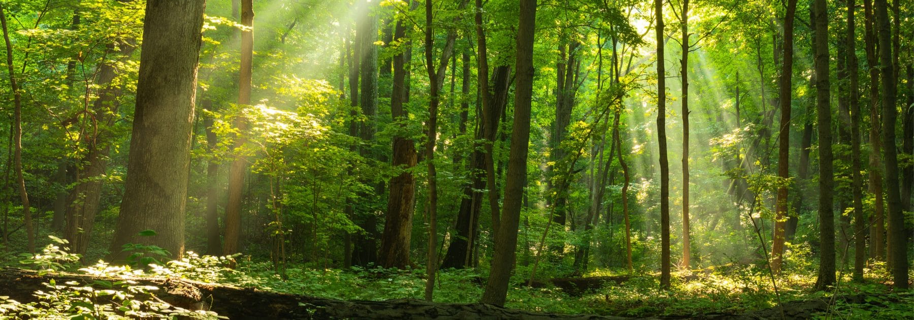 Tackling Ash Dieback in Old Park Woods