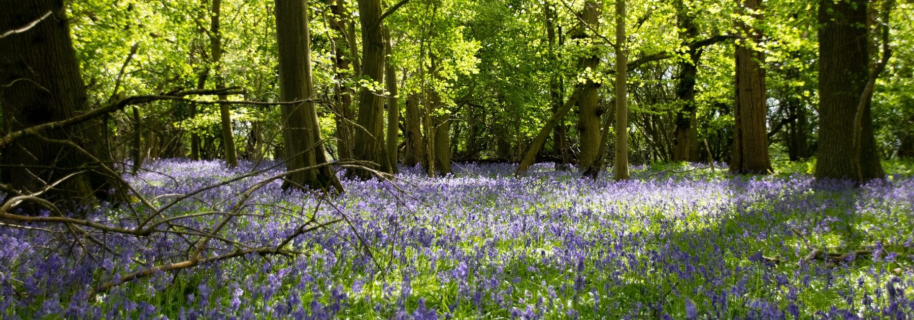 Help Us Replant Old Park Woods