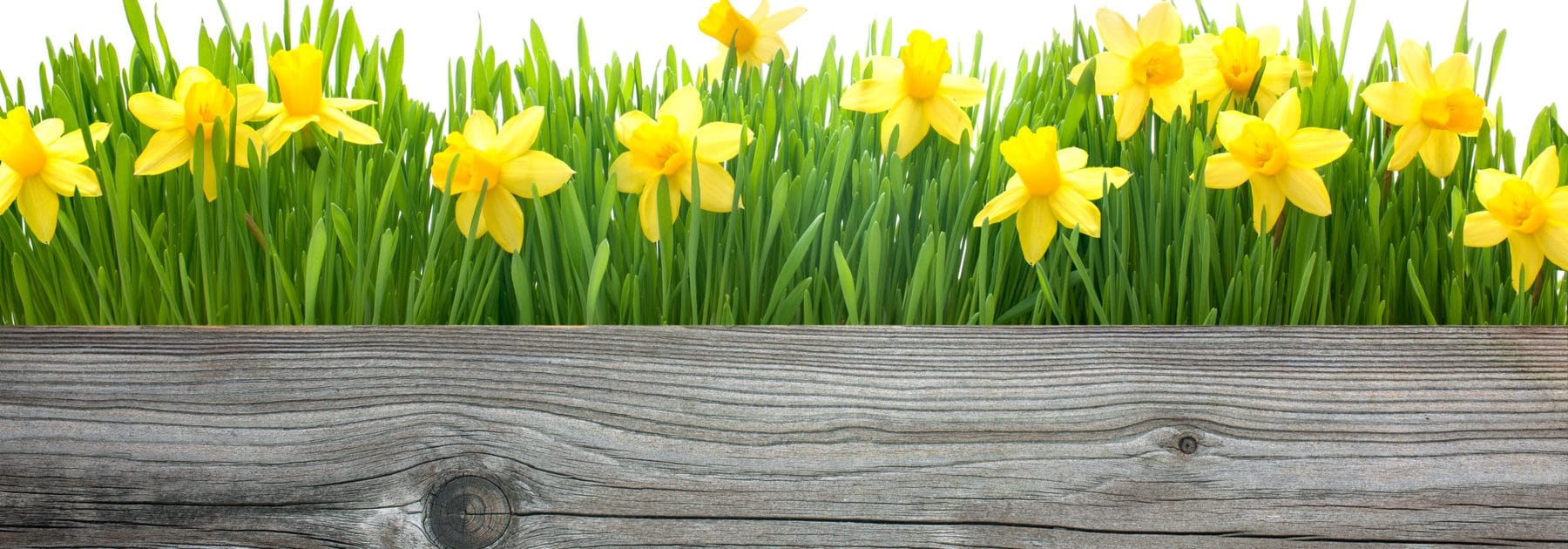 Discovering Daffodils: Science Behind the Beauty