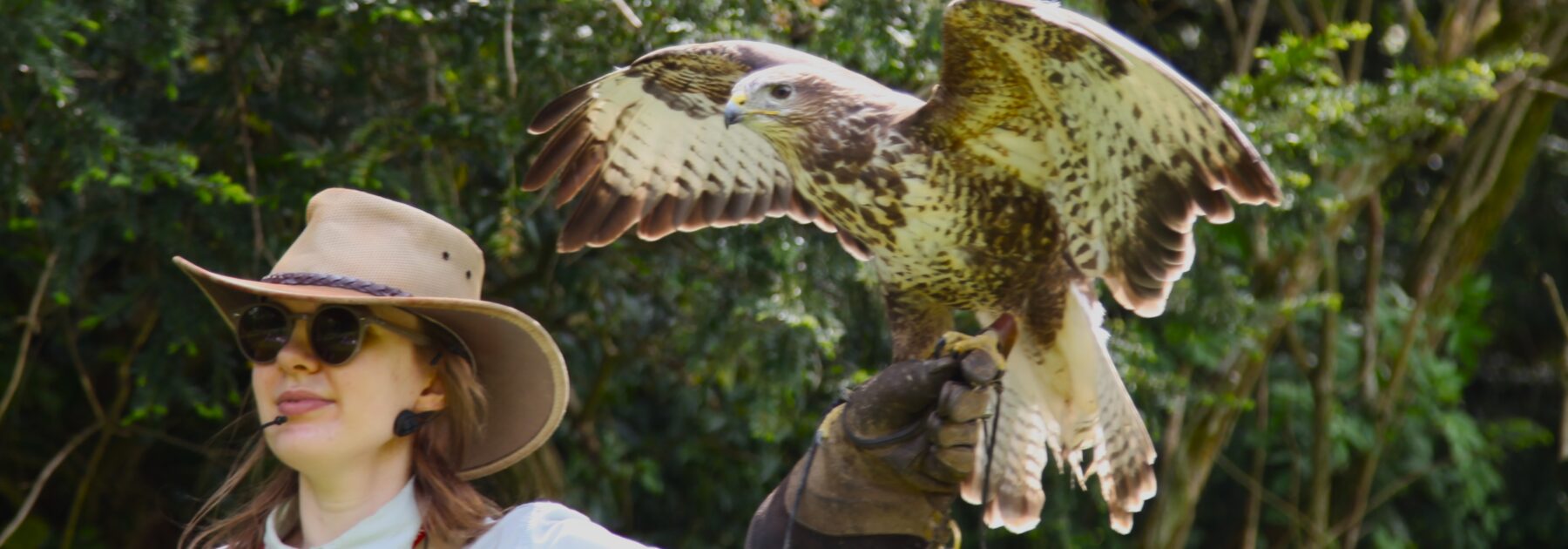 Engaging Encounters with Birds of Prey
