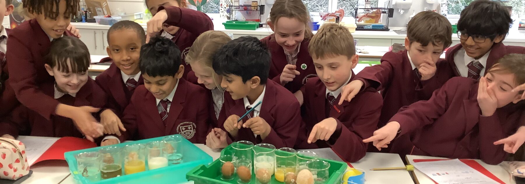 Year 4 Egg-citing Tooth Experiment Produces Shocking Results