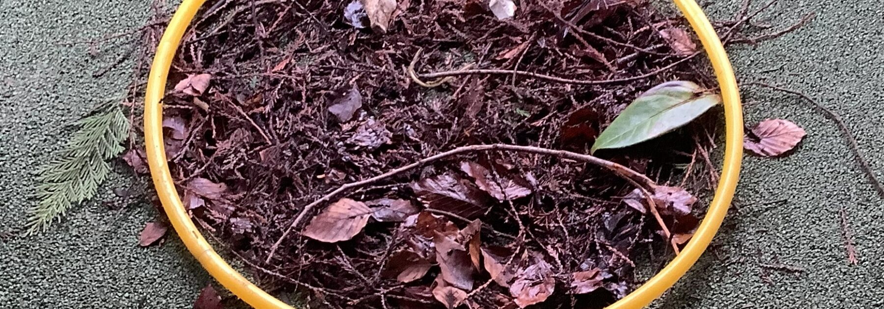 A Real Hoot in the Classroom!