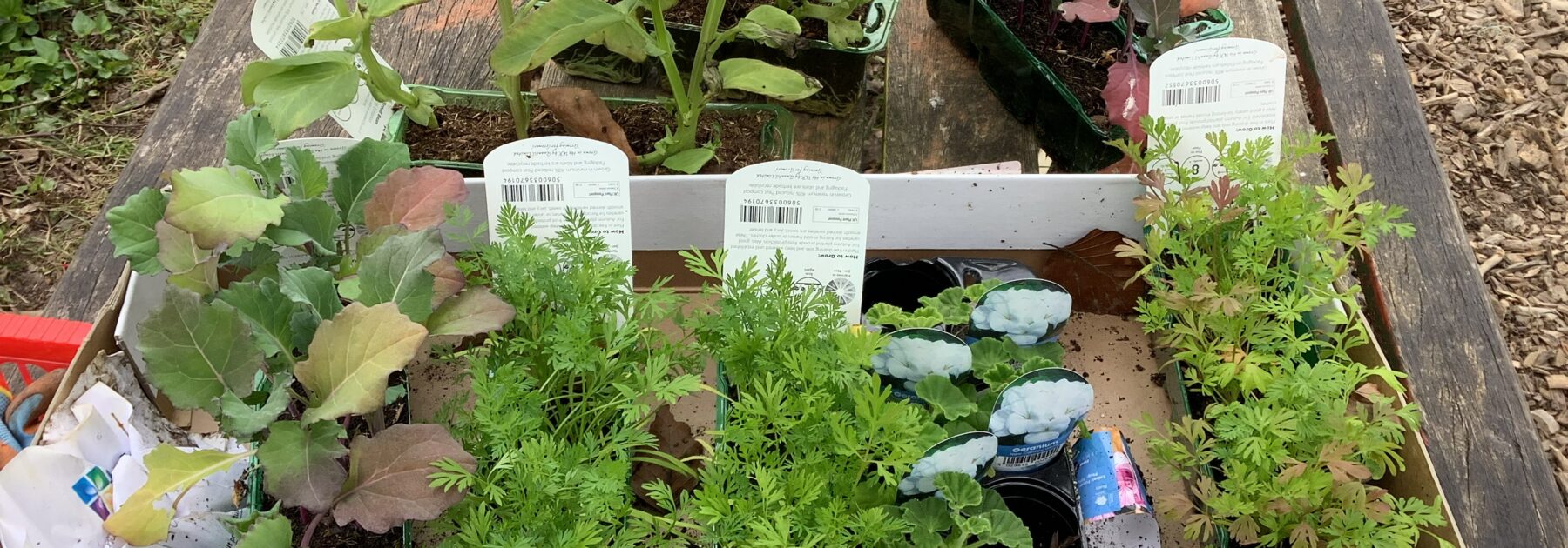 Purple Broccoli and Coloured Carrots!