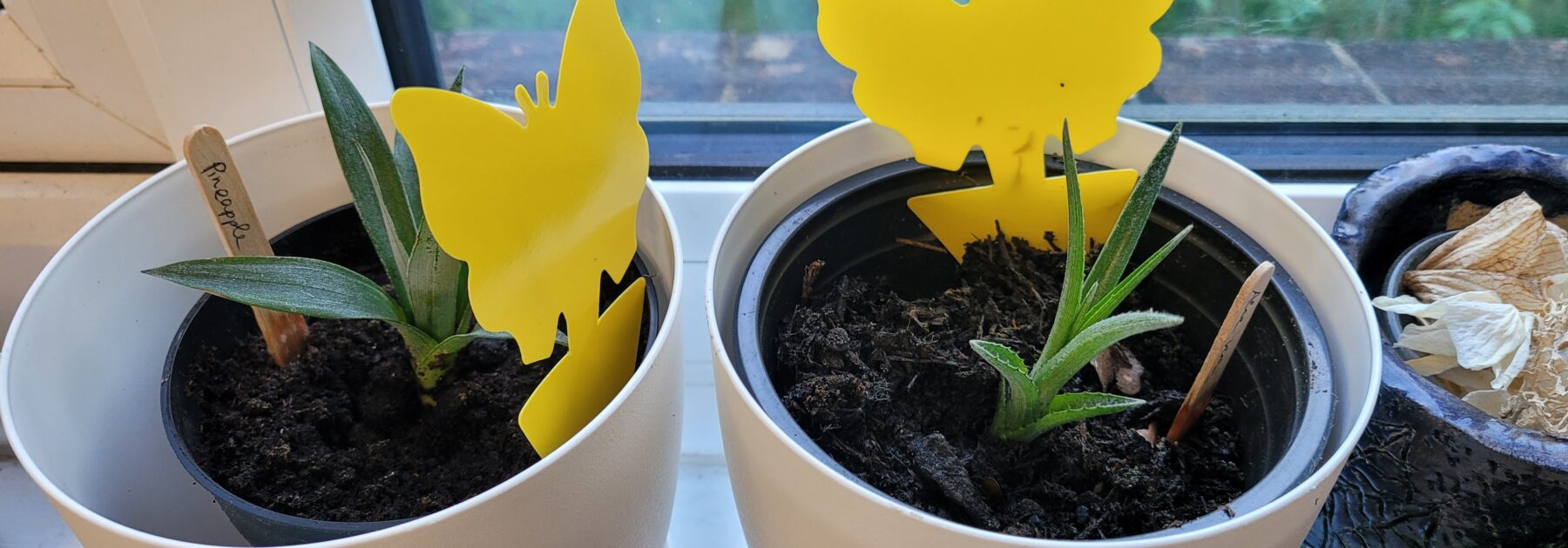 Pet Plant Adoption Scheme
